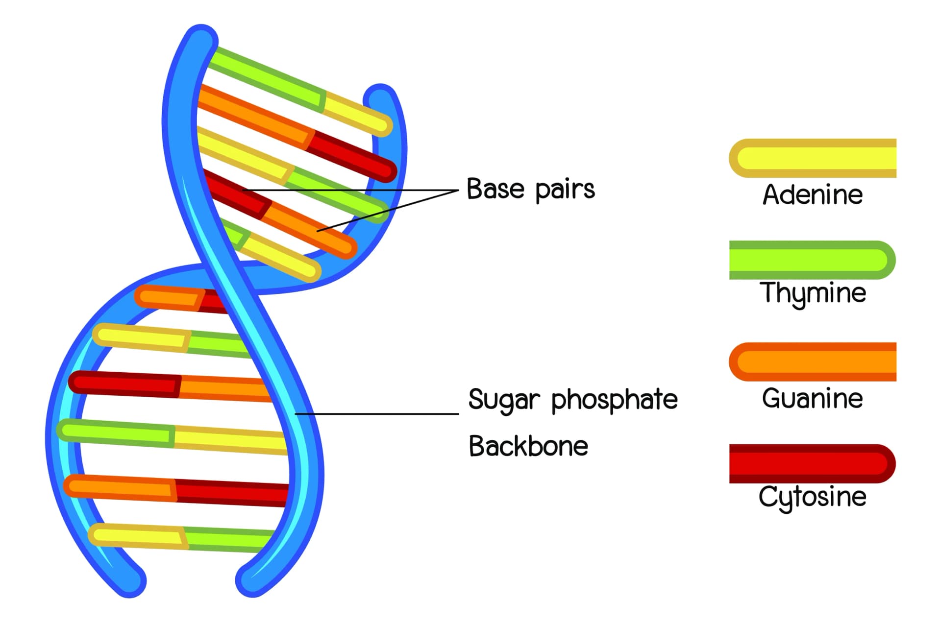 DNA Structure