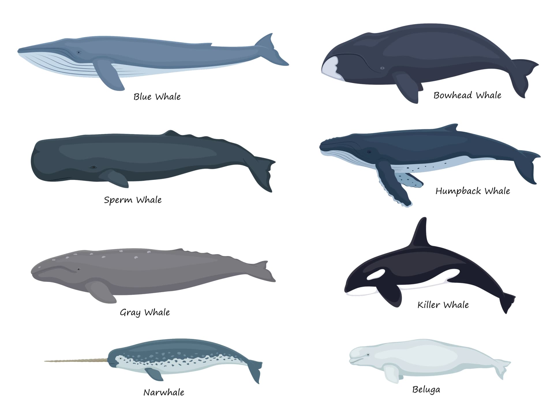 Whales