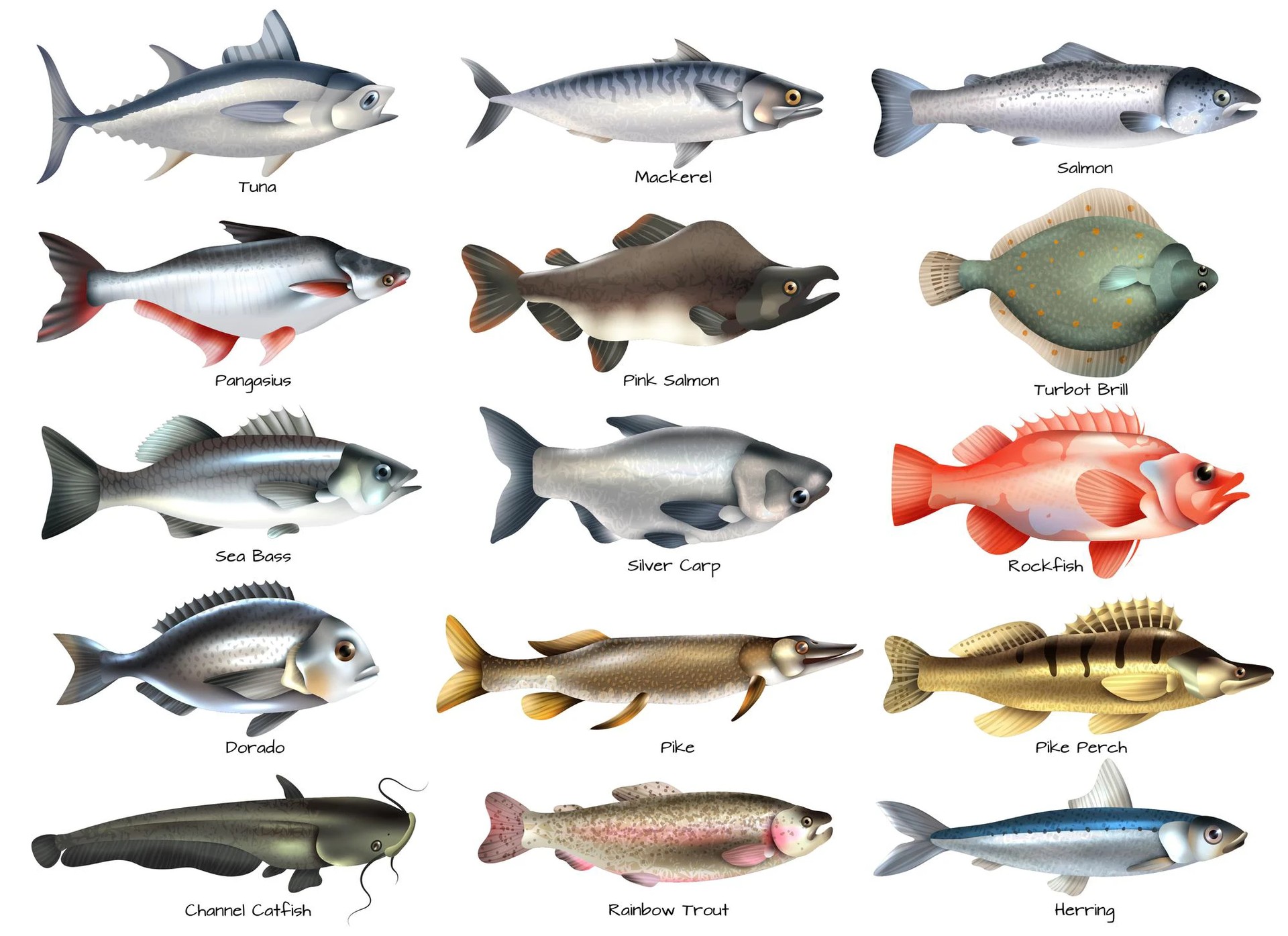 Fishes