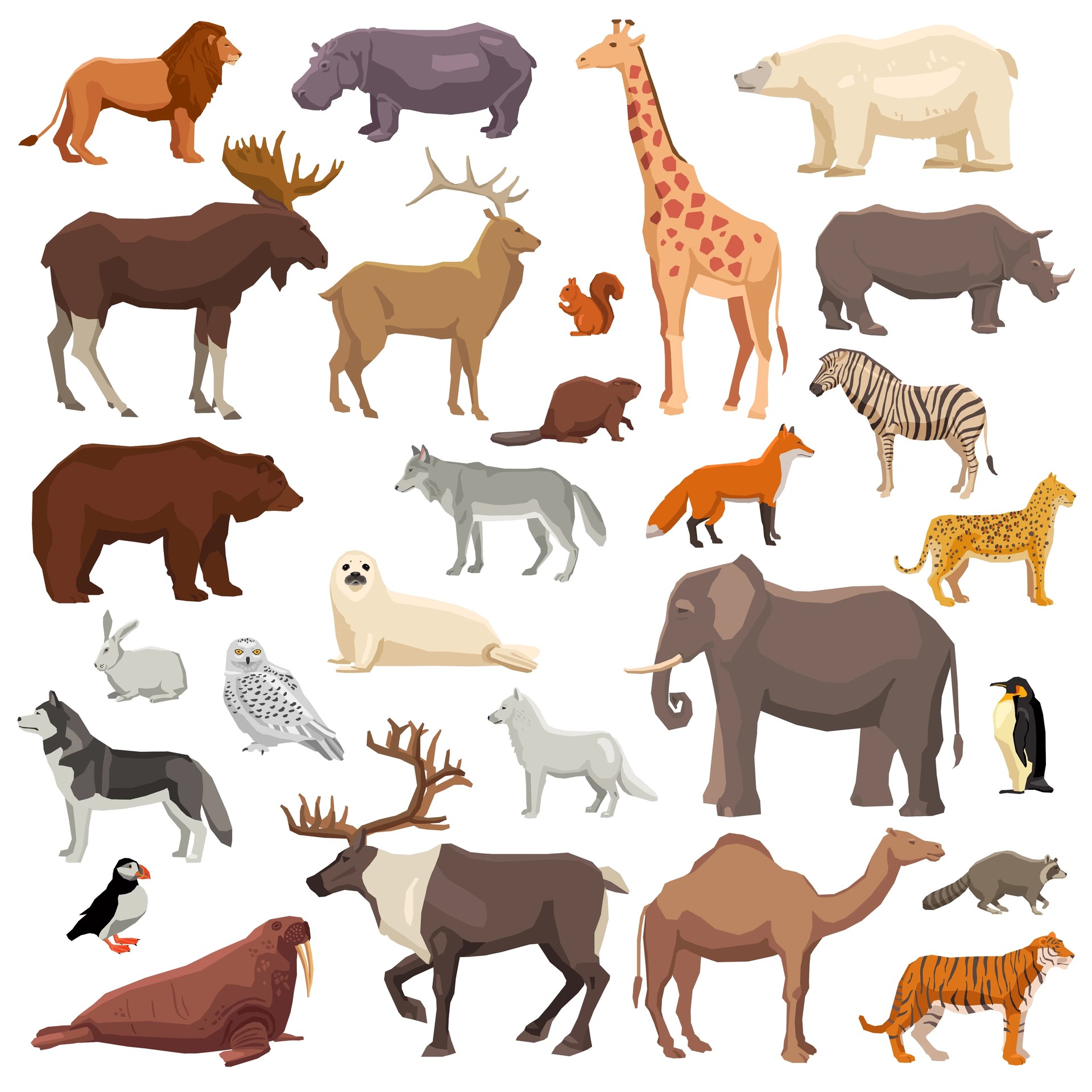 Wild Animals
